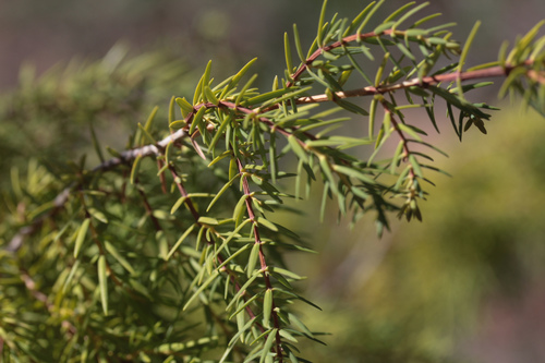 Juniperus cedrus image