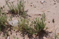 Aeluropus lagopoides