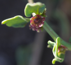 Patellifolia procumbens image