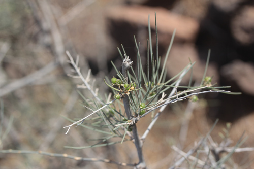 Asparagus arborescens (Asparagus arborescens)