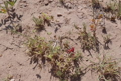 Dactyloctenium aristatum