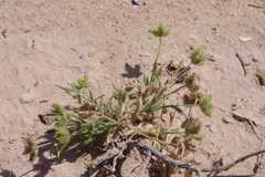 Dactyloctenium aristatum