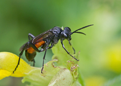 Macrophya annulata