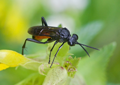 Macrophya annulata