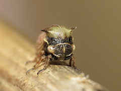 Centrotus chloroticus