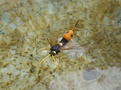 Urocerus gigas