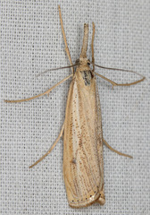 Agriphila attenuatus