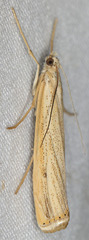 Agriphila attenuatus