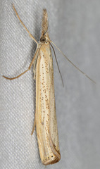 Agriphila attenuatus