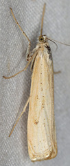 Agriphila attenuatus