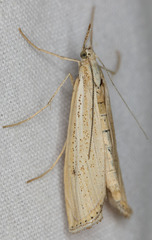 Agriphila attenuatus