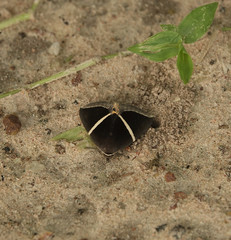 Fodina pallula