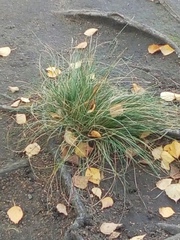 Poaceae