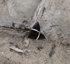 Fodina pallula