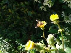 Eristalis tenax