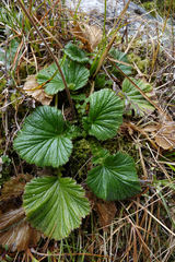 Geum cockaynei