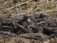 Alauda arvensis japonica