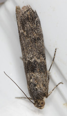 Ancylosis undulatella