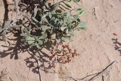 Limonium sarcophyllum