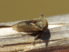 Centrotus chloroticus