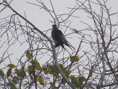 Turdus pilaris