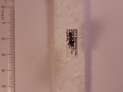 Thanasimus formicarius