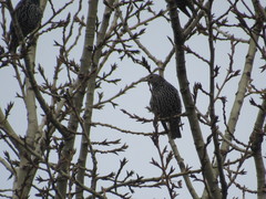 Sturnus vulgaris