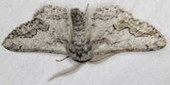 Cochisea sinuaria