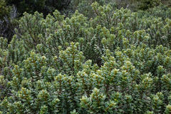 Olearia nummulariifolia