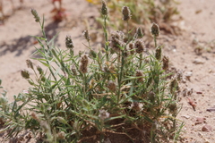 Aeluropus lagopoides