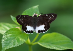Tagiades trebellius
