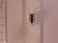 Agapanthia cardui