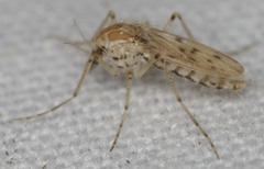 Chaoborus astictopus