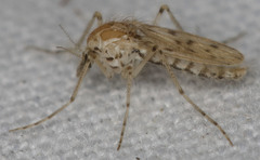 Chaoborus astictopus