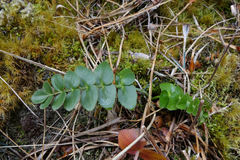 Gingidia montana