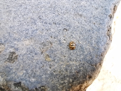 Oenopia conglobata