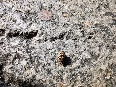 Oenopia conglobata