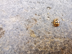 Oenopia conglobata