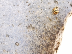 Oenopia conglobata