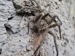 Dolomedes dondalei