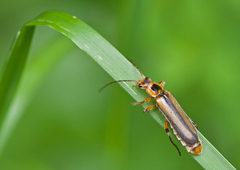 Metacantharis discoidea