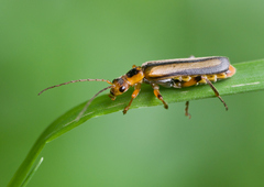 Metacantharis discoidea