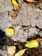 Podarcis muralis