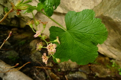 Ribes acerifolium