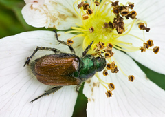 Phyllopertha horticola