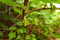 Ribes watsonianum