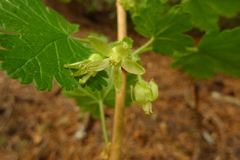 Ribes watsonianum