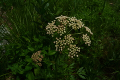 Ligusticum canbyi