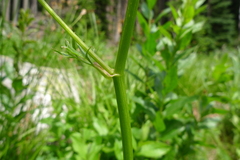 Ligusticum canbyi