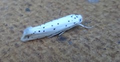 Yponomeuta malinellus